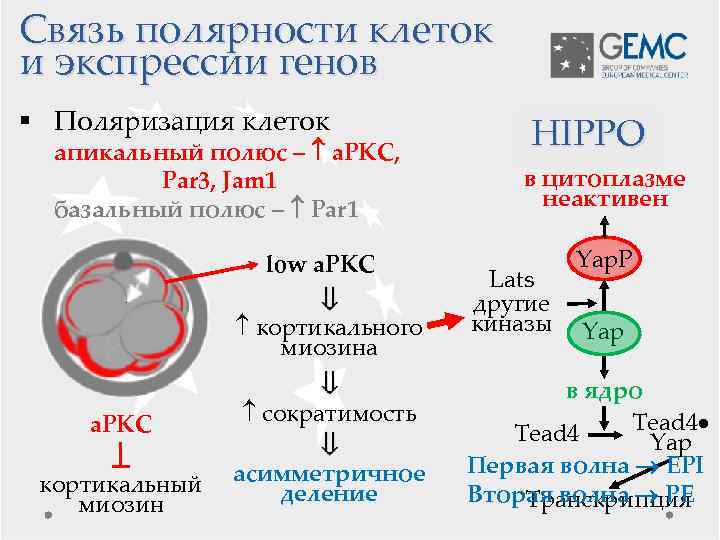 Связь полярности клеток и экспрессии генов § Поляризация клеток апикальный полюс – a. PKC,
