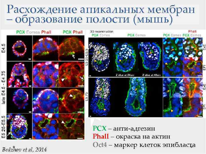 Расхождение апикальных мембран – образование полости (мышь) Bedzhov et al, 2014 PCX – анти-адгезин