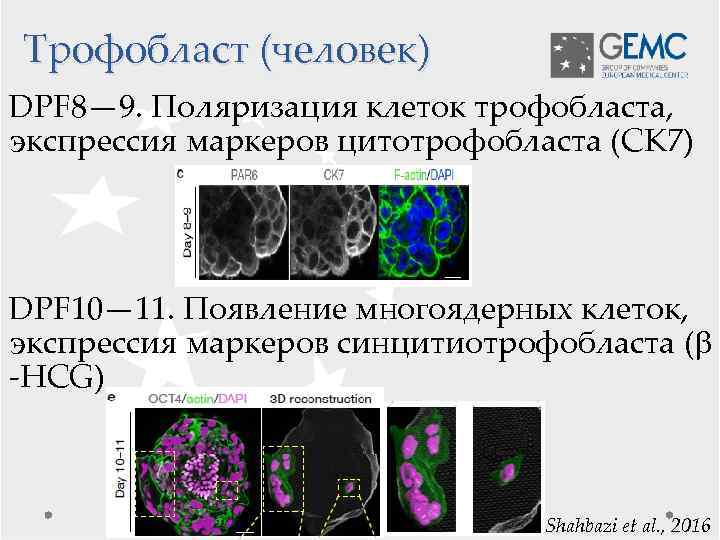 Трофобласт (человек) DPF 8— 9. Поляризация клеток трофобласта, экспрессия маркеров цитотрофобласта (CK 7) DPF