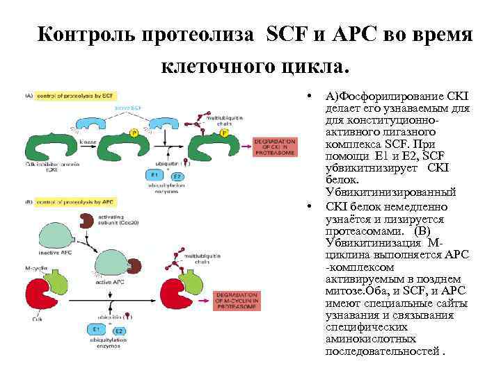 Контроль протеолиза SCF и APC во время клеточного цикла. • • A)Фосфорилирование CKI делает