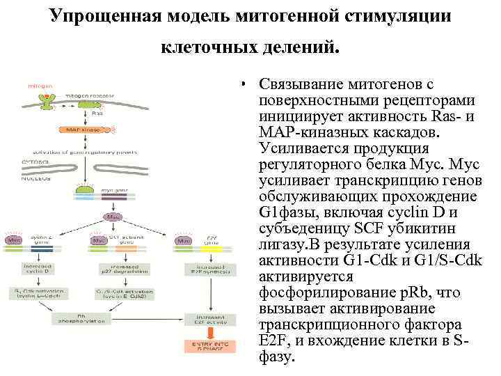 Упрощенная модель митогенной стимуляции клеточных делений. • Связывание митогенов с поверхностными рецепторами инициирует активность