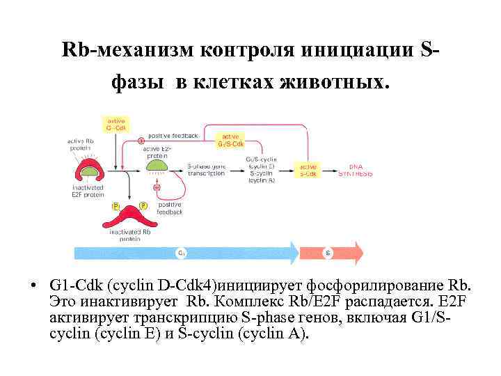 Rb-механизм контроля инициации Sфазы в клетках животных. • G 1 -Cdk (cyclin D-Cdk 4)инициирует