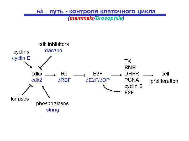 Rb – путь - контроля клеточного цикла (mammals/Drosophila) cyclins cyclin E cdk inhibitors dacapo