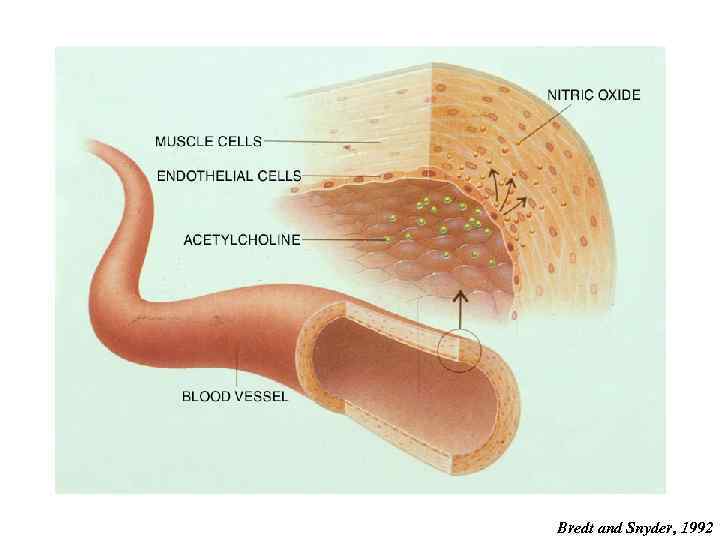 Bredt and Snyder, 1992 