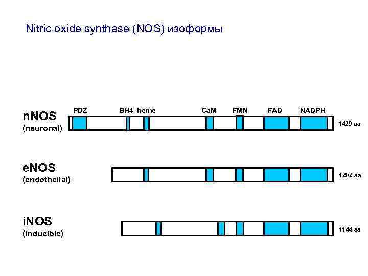 Nitric oxide synthase (NOS) изоформы n. NOS (neuronal) e. NOS (endothelial) i. NOS (inducible)