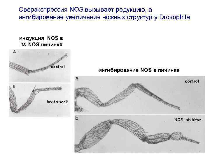 Оверэкспрессия NOS вызывает редукцию, а ингибирование увеличение ножных структур у Drosophila индукция NOS в