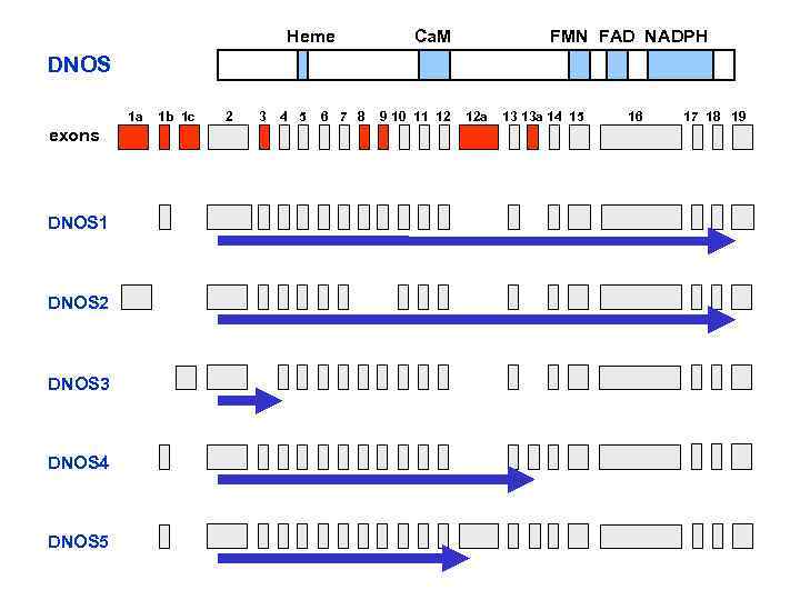 Heme Ca. M FMN FAD NADPH DNOS 1 a exons DNOS 1 DNOS 2