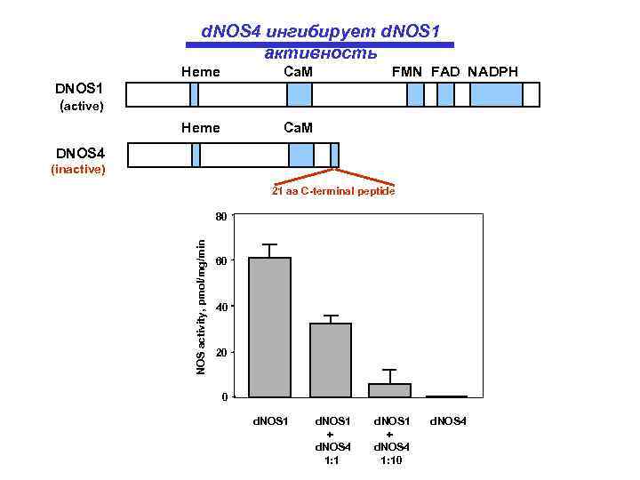 d. NOS 4 ингибирует d. NOS 1 активность Heme Ca. M Heme FMN FAD