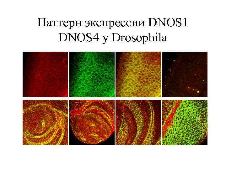 Паттерн экспрессии DNOS 1 DNOS 4 у Drosophila 