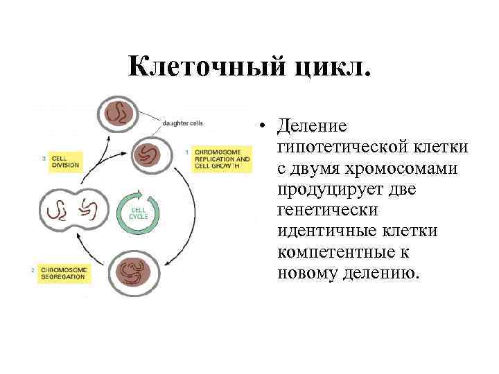 Клеточный цикл. • Деление гипотетической клетки с двумя хромосомами продуцирует две генетически идентичные клетки