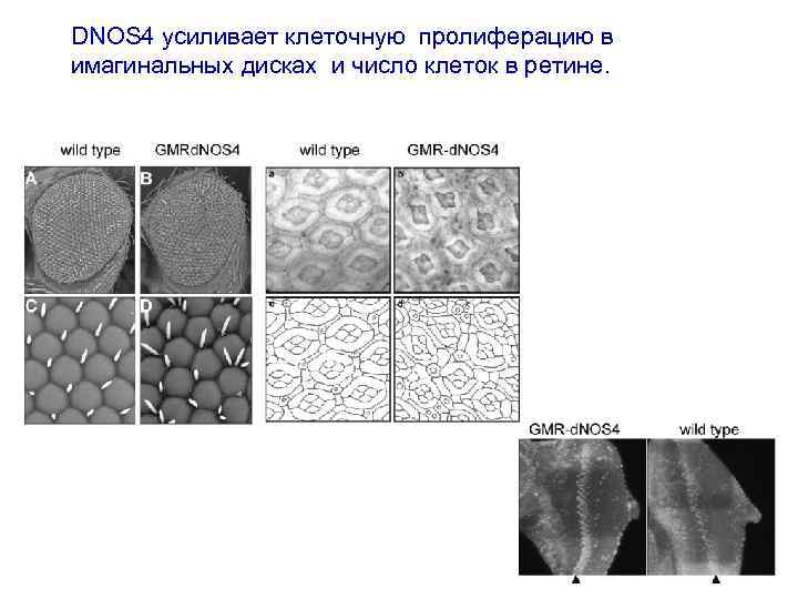 DNOS 4 усиливает клеточную пролиферацию в имагинальных дисках и число клеток в ретине. 