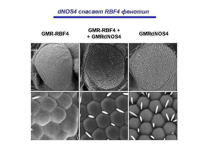 d. NOS 4 спасает RBF 4 фенотип GMR-RBF 4 + + GMRd. NOS 4