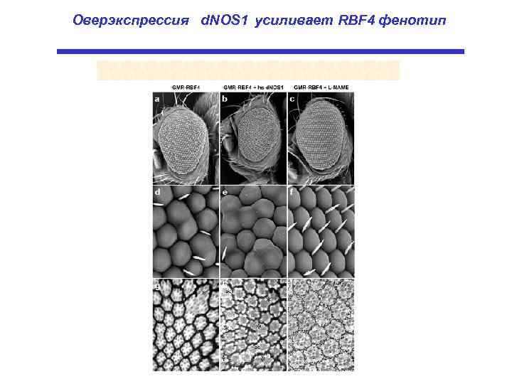 Оверэкспрессия d. NOS 1 усиливает RBF 4 фенотип 