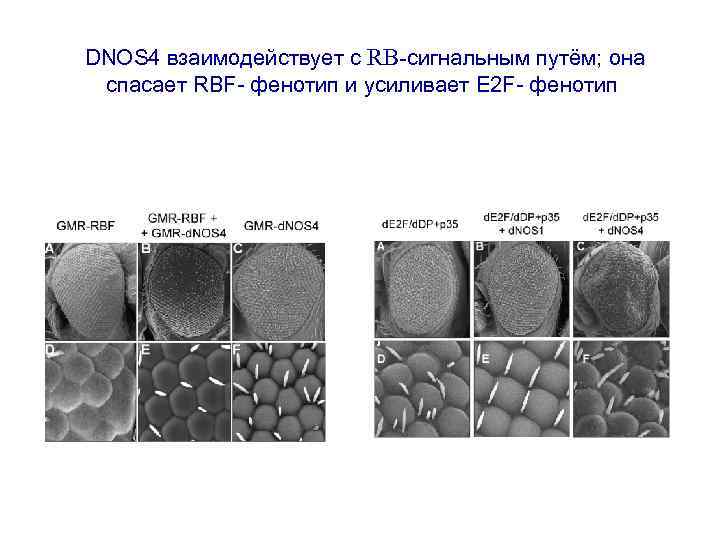 DNOS 4 взаимодействует с RB-сигнальным путём; она спасает RBF- фенотип и усиливает E 2