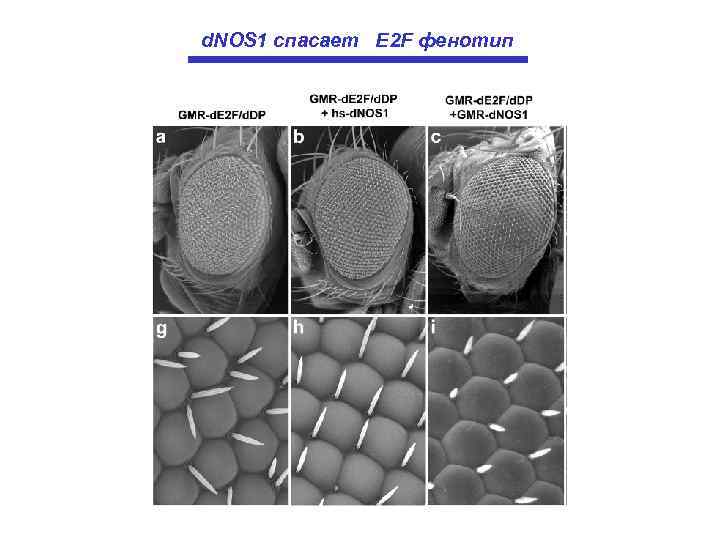 d. NOS 1 спасает E 2 F фенотип 