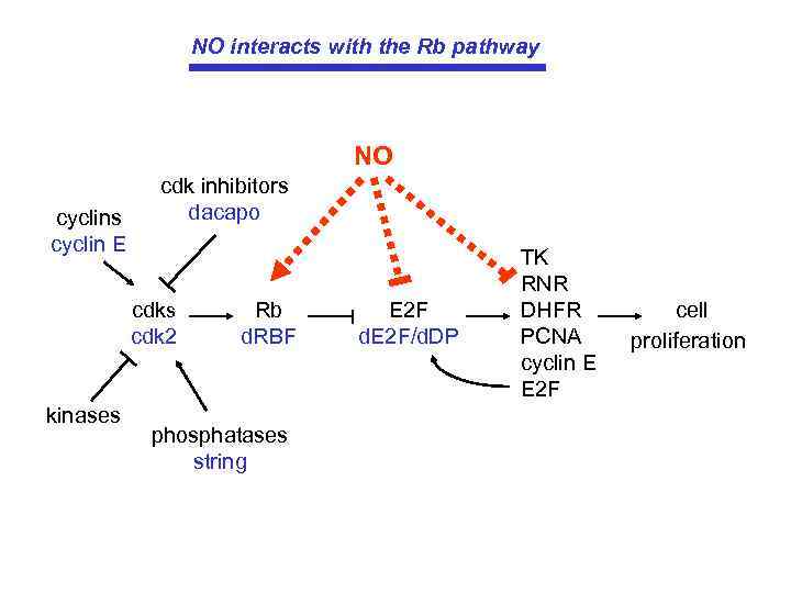 NO interacts with the Rb pathway NO cyclins cyclin E cdk inhibitors dacapo cdks