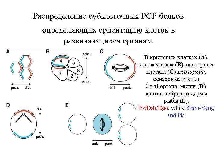 Распределение субклеточных РСР-белков определяющих ориентацию клеток в развивающихся органах. В крыловых клетках (A), клетках