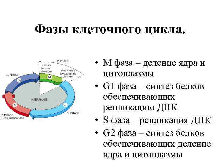 Фазы клеточного цикла. • М фаза – деление ядра и цитоплазмы • G 1