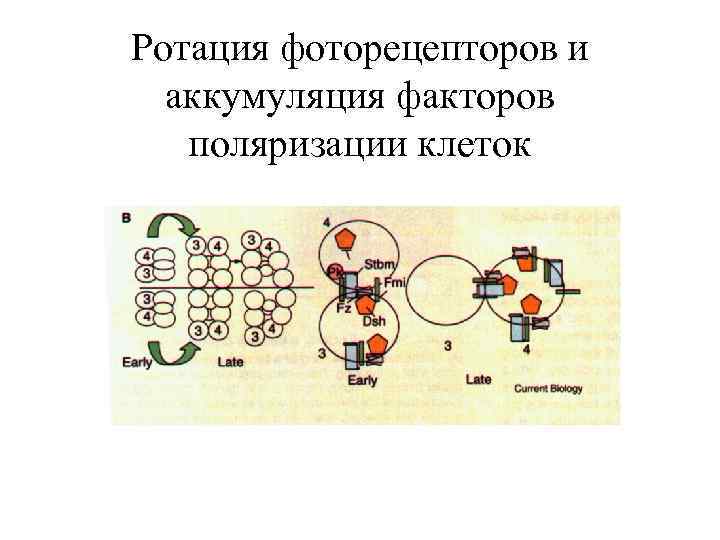 Ротация фоторецепторов и аккумуляция факторов поляризации клеток 