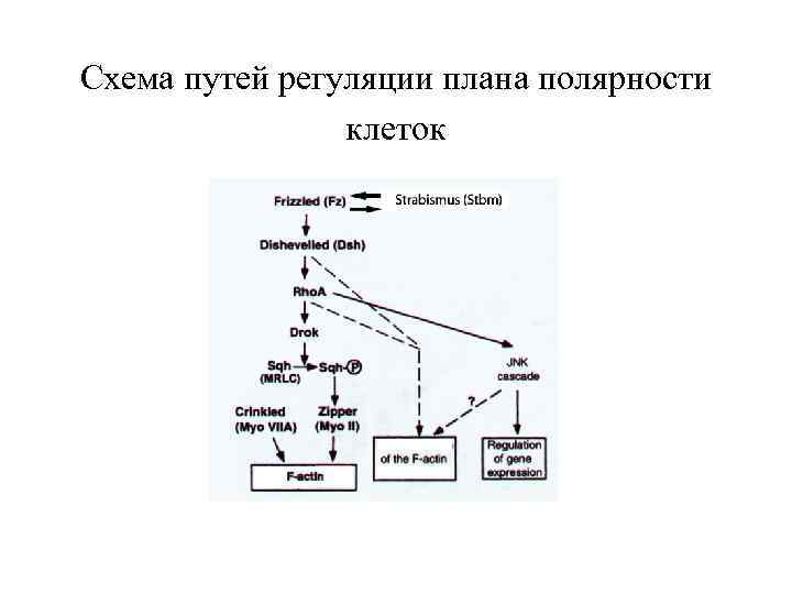 Схема путей регуляции плана полярности клеток 