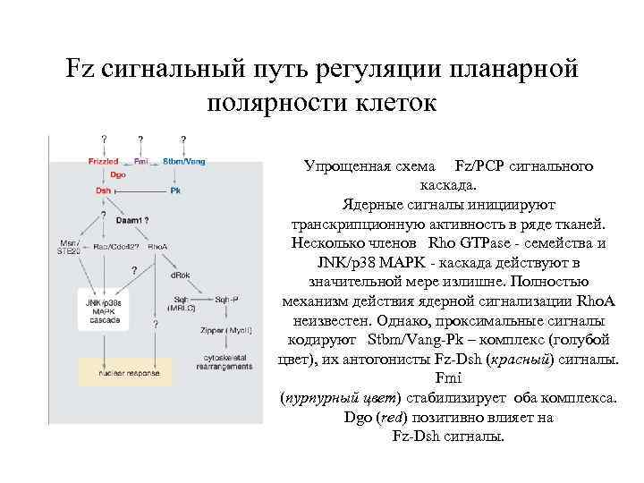 Fz сигнальный путь регуляции планарной полярности клеток Упрощенная схема Fz/PCP сигнального каскада. Ядерные сигналы