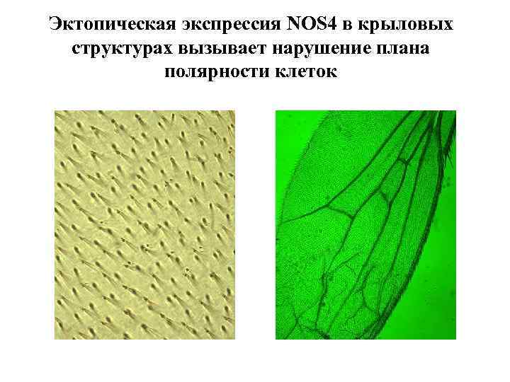 Эктопическая экспрессия NOS 4 в крыловых структурах вызывает нарушение плана полярности клеток 