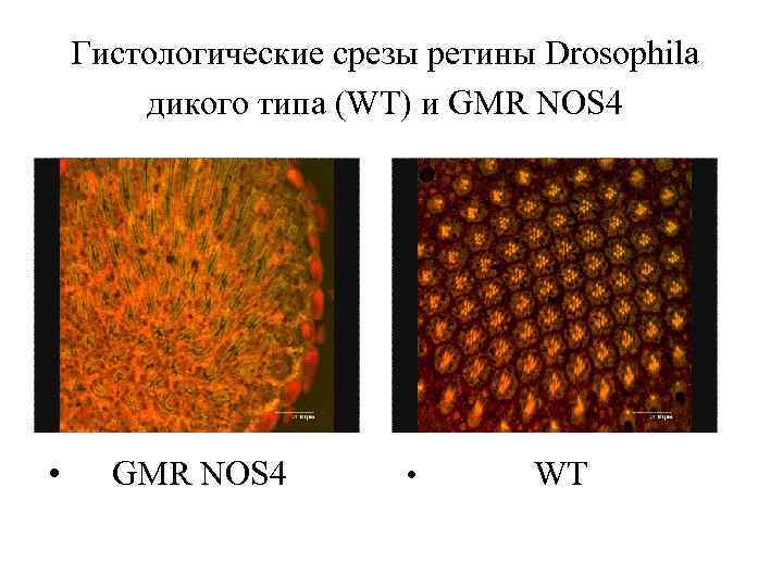 Гистологические срезы ретины Drosophila дикого типа (WT) и GMR NOS 4 • WT 