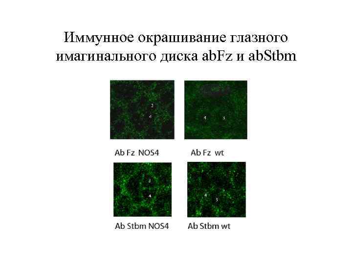 Иммунное окрашивание глазного имагинального диска ab. Fz и ab. Stbm 