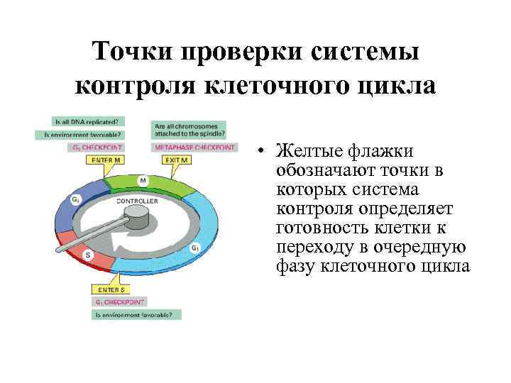 Точки проверки системы контроля клеточного цикла • Желтые флажки обозначают точки в которых система