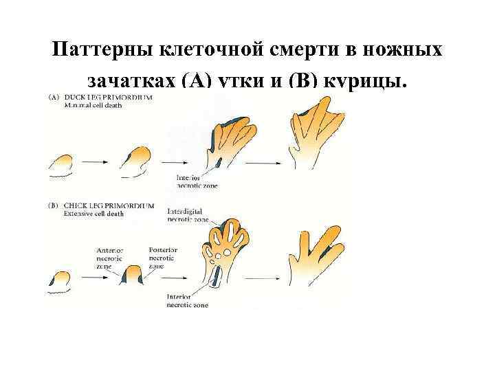 Паттерны клеточной смерти в ножных зачатках (A) утки и (B) курицы. 