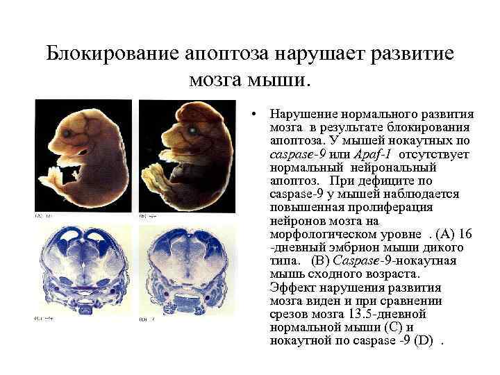 Блокирование апоптоза нарушает развитие мозга мыши. • Нарушение нормального развития мозга в результате блокирования