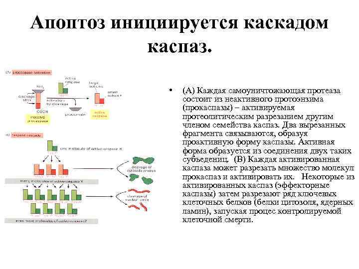 Апоптоз инициируется каскадом каспаз. • (A) Каждая самоуничтожающая протеаза состоит из неактивного протоэнзима (прокаспазы)