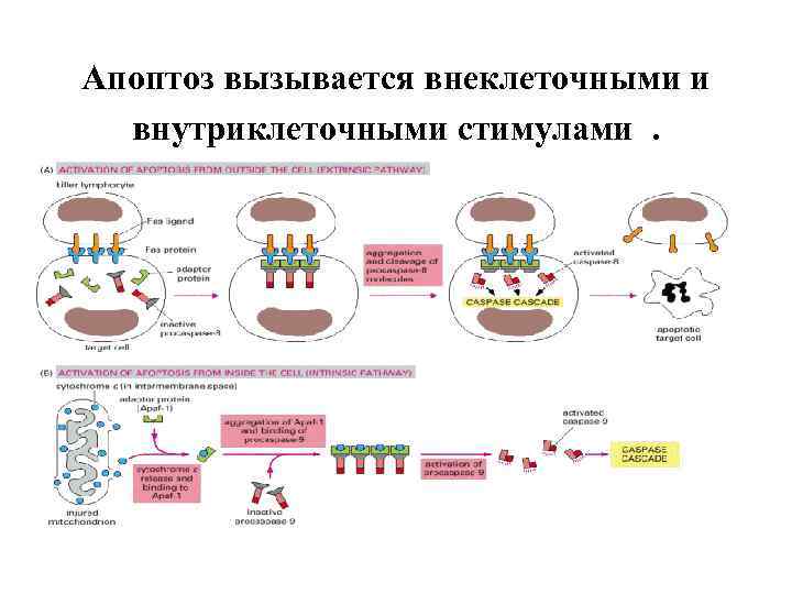 Апоптоз вызывается внеклеточными и внутриклеточными стимулами. 