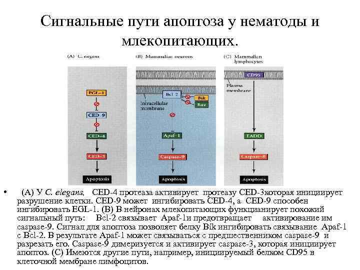 Сигнальные пути апоптоза у нематоды и млекопитающих. • (A) У C. elegans, CED-4 протеаза