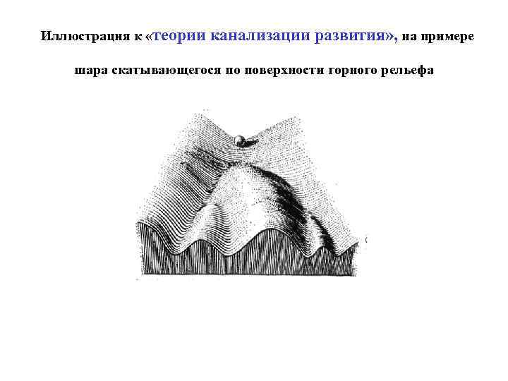 Иллюстрация к «теории канализации развития» , на примере шара скатывающегося по поверхности горного рельефа