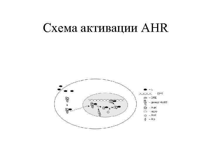 Схема активации AHR 