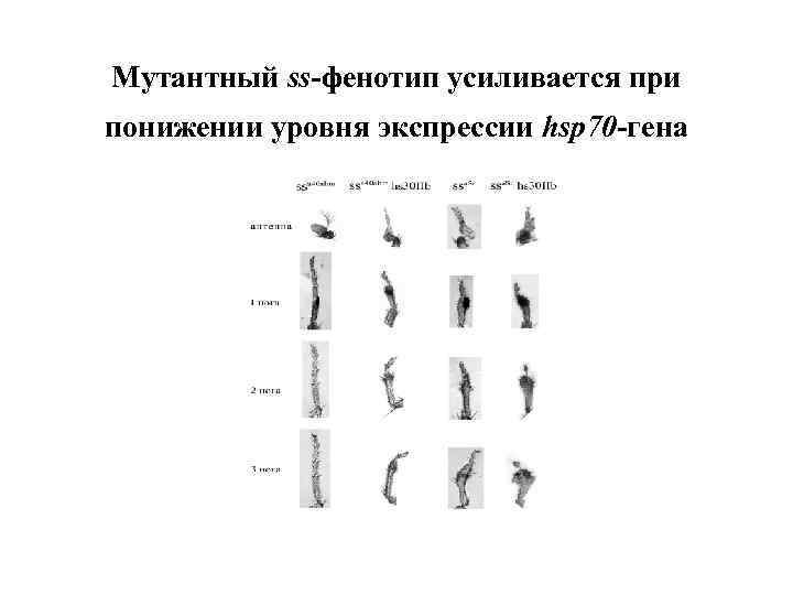 Мутантный ss-фенотип усиливается при понижении уровня экспрессии hsp 70 -гена 