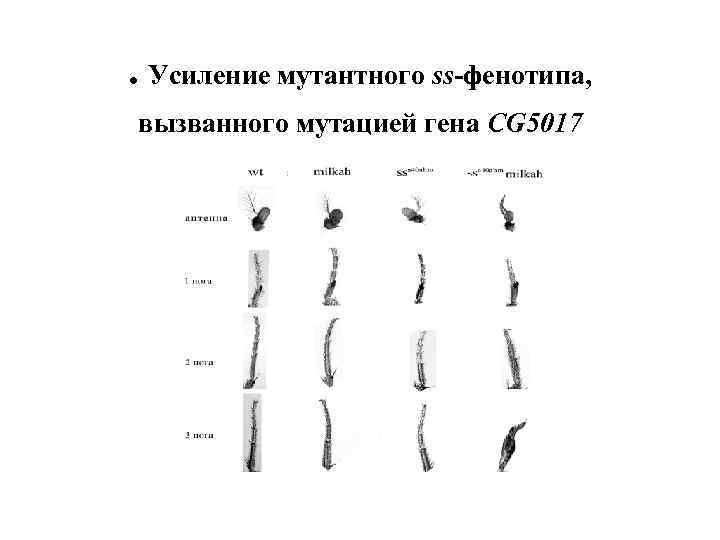 . Усиление мутантного ss-фенотипа, вызванного мутацией гена СG 5017 