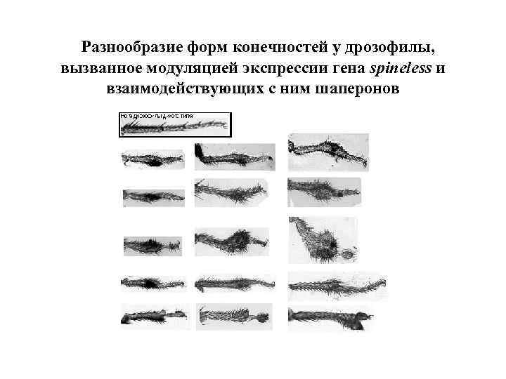 Разнообразие форм конечностей у дрозофилы, вызванное модуляцией экспрессии гена spineless и взаимодействующих с ним