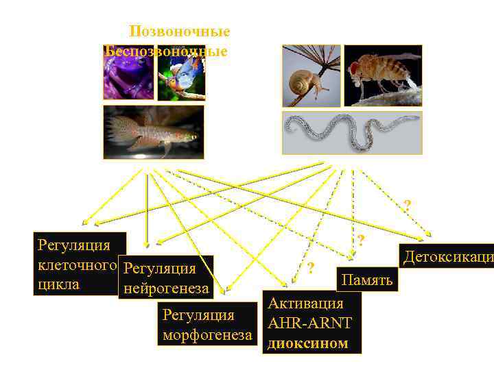 Позвоночные Беспозвоночные ? Регуляция клеточного Регуляция цикла нейрогенеза ? ? Память Активация Регуляция AHR-ARNT