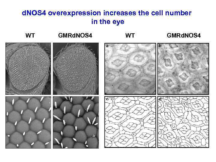 d. NOS 4 overexpression increases the cell number in the eye WT GMRd. NOS