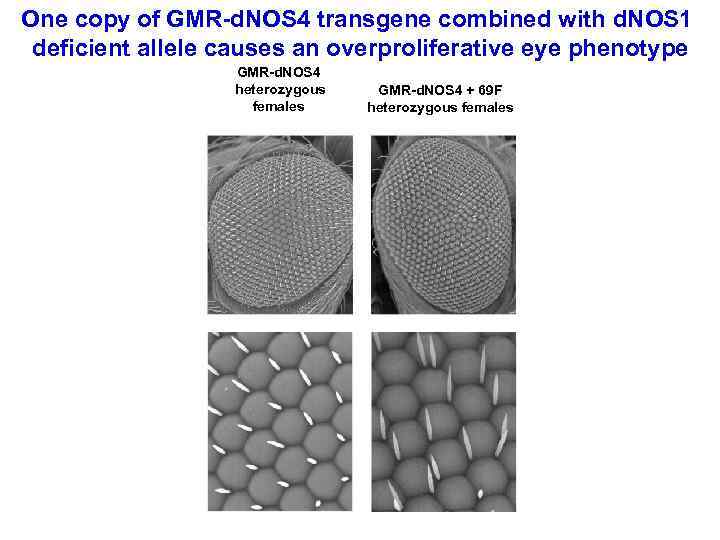 One copy of GMR-d. NOS 4 transgene combined with d. NOS 1 deficient allele