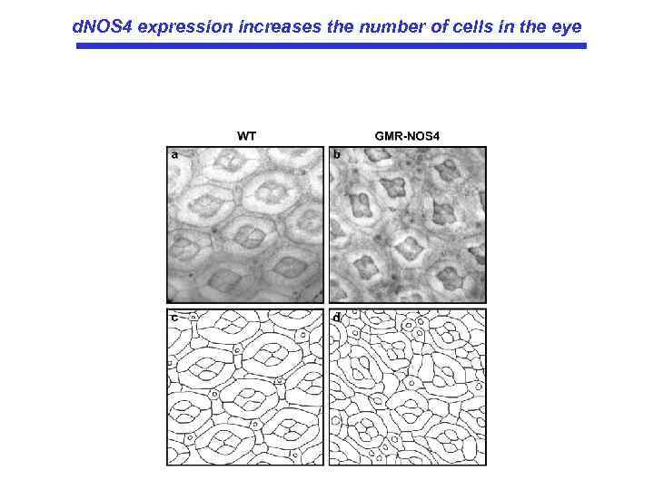 d. NOS 4 expression increases the number of cells in the eye 