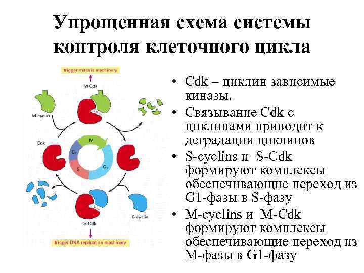 Упрощенная схема системы контроля клеточного цикла • Cdk – циклин зависимые киназы. • Связывание