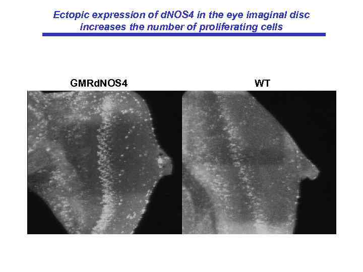 Ectopic expression of d. NOS 4 in the eye imaginal disc increases the number