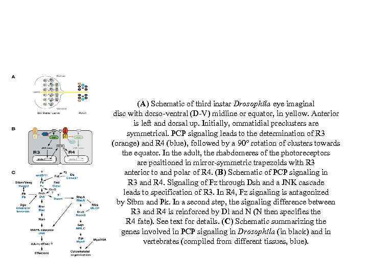 (A) Schematic of third instar Drosophila eye imaginal disc with dorso-ventral (D-V) midline or