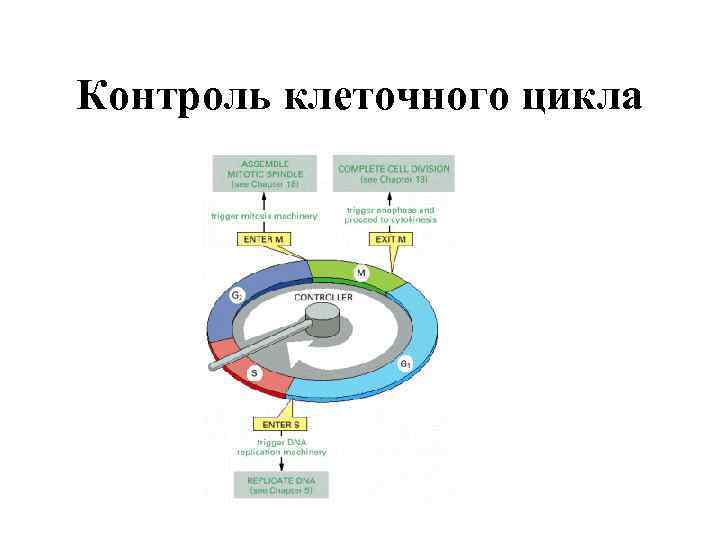 Контроль клеточного цикла 