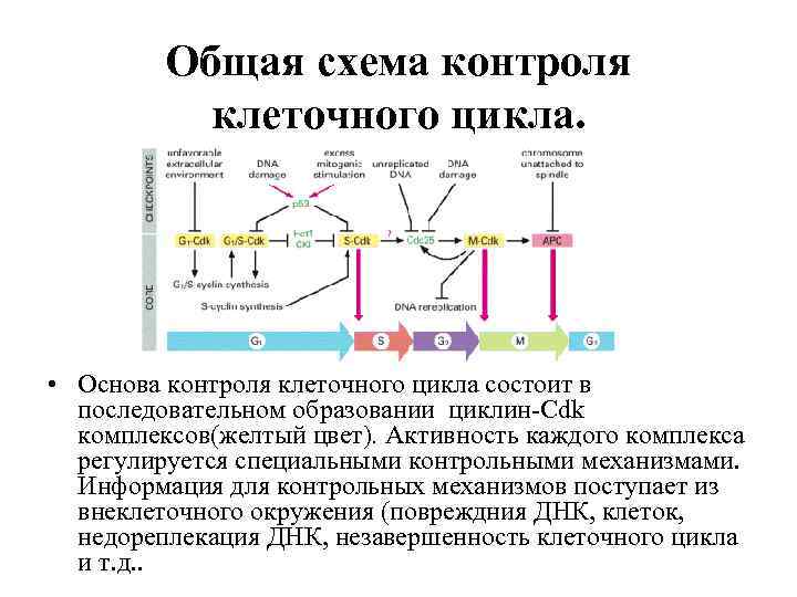 Общая схема контроля клеточного цикла. • Основа контроля клеточного цикла состоит в последовательном образовании