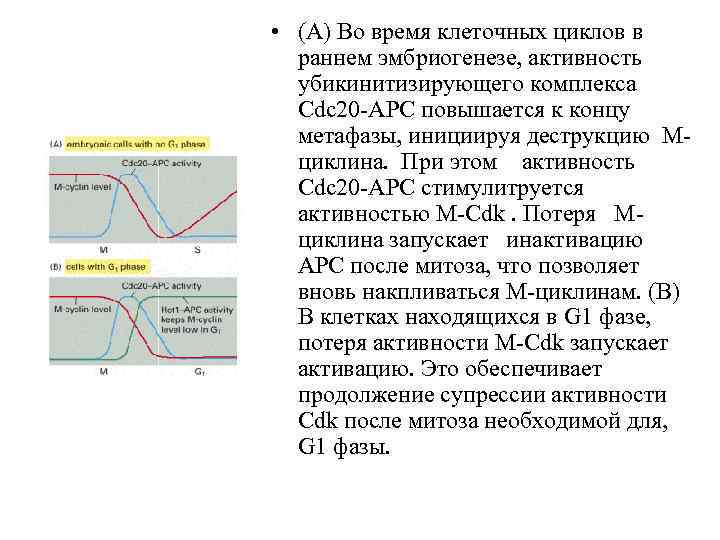  • (A) Во время клеточных циклов в раннем эмбриогенезе, активность убикинитизирующего комплекса Cdc