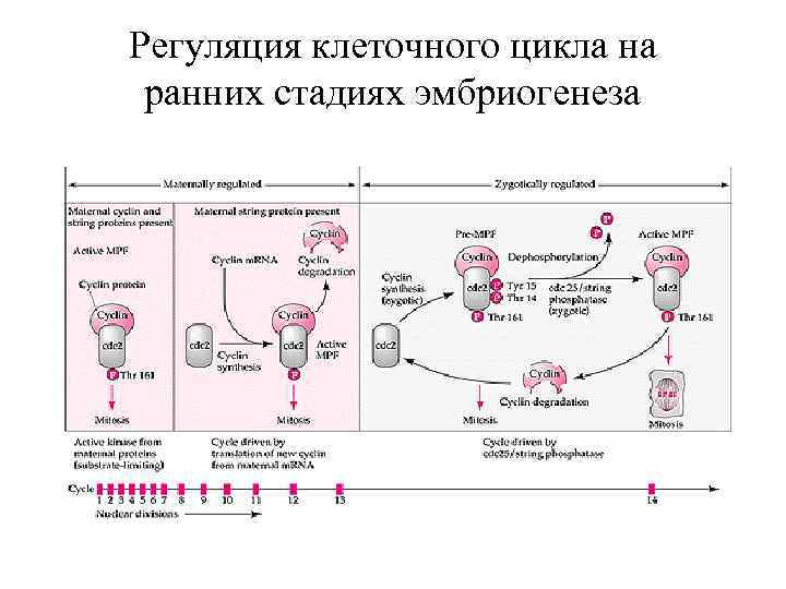 Регуляция клеточного цикла на ранних стадиях эмбриогенеза 